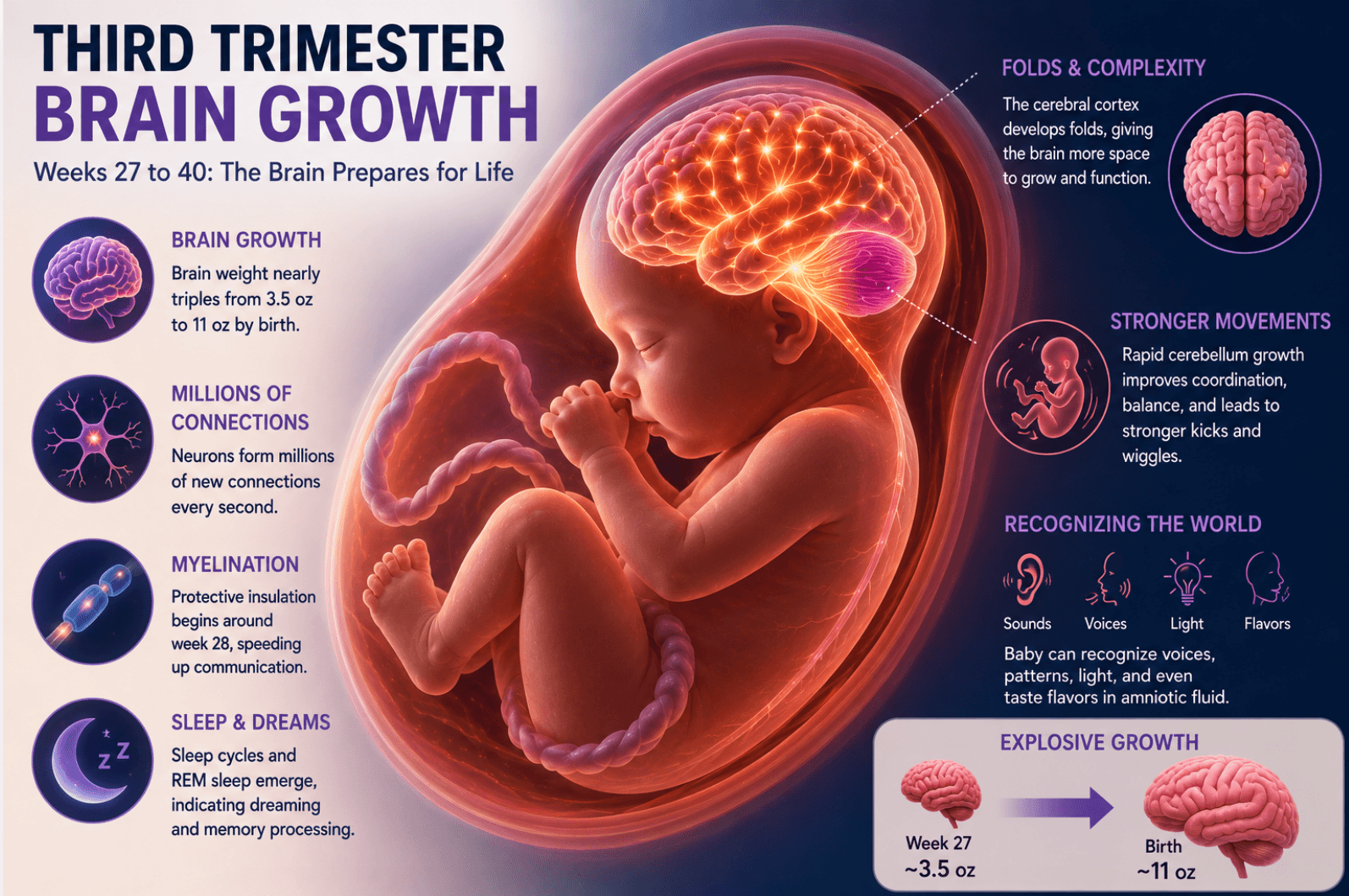 What Happens to a Baby's Brain During the Third Trimester