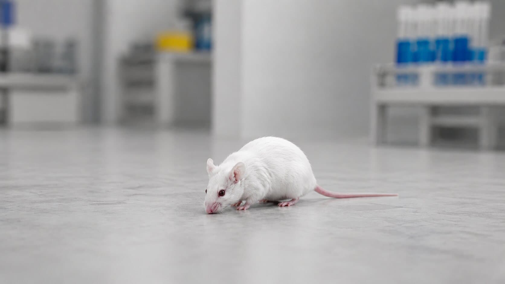 Scientists Identify a Surprising Brain-Repair Mechanism in Living Mice